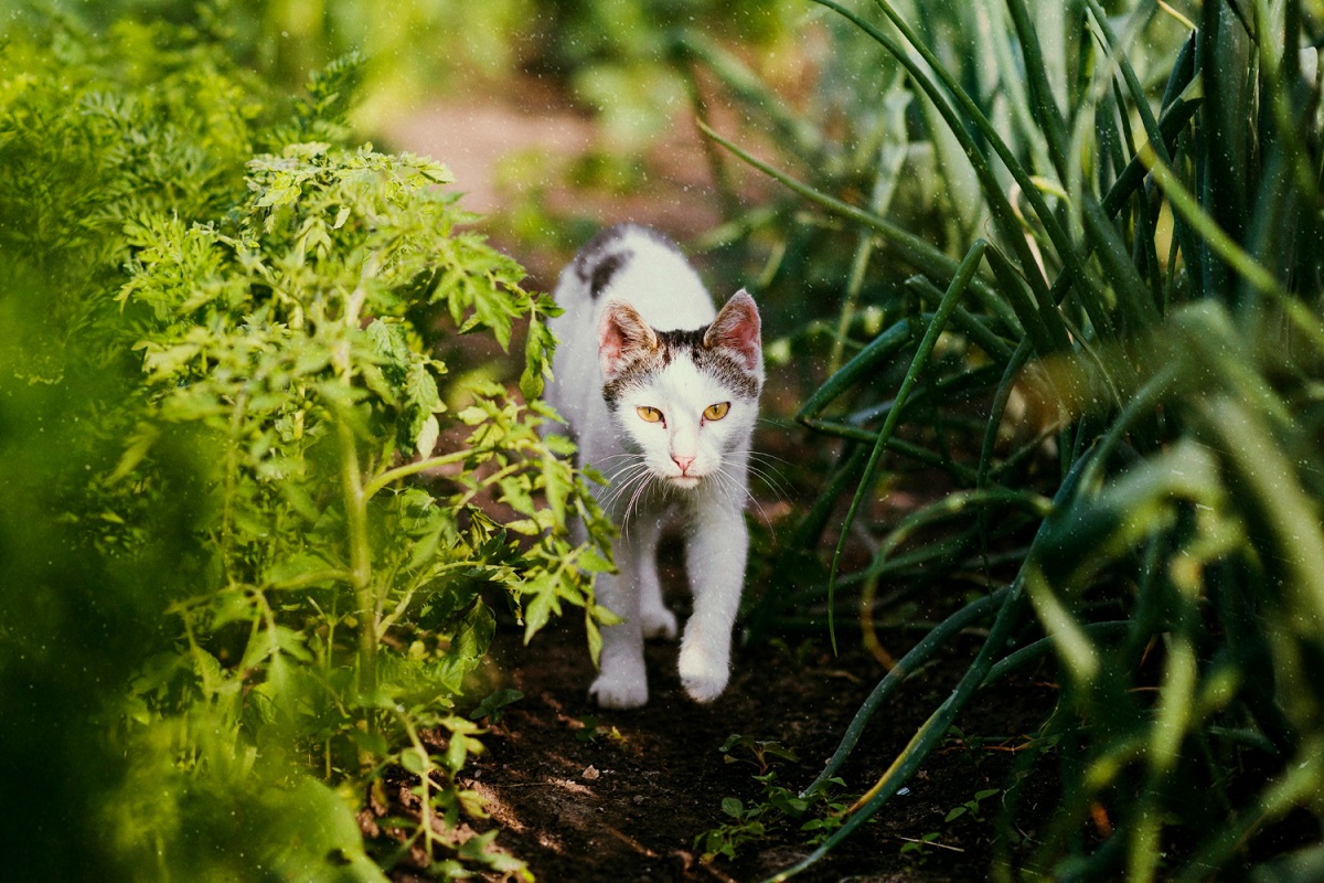 A flor comum de jardim que é um verdadeiro veneno para cães e gatos (e você provavelmente tem em casa) 6 Gato branco caminhando entre folhagens verdes em um jardim iluminado