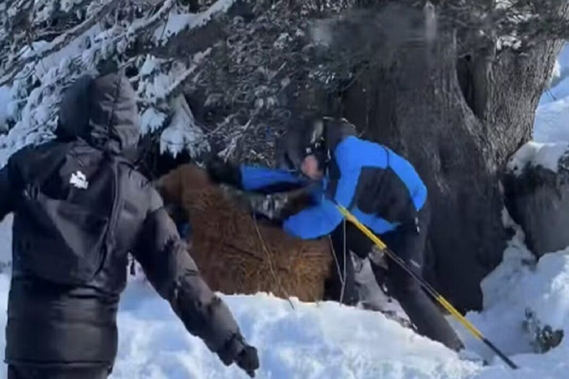 Dois homens, um de preto e outro de azul, lutando na neve próxima à árvore em estação de esqui