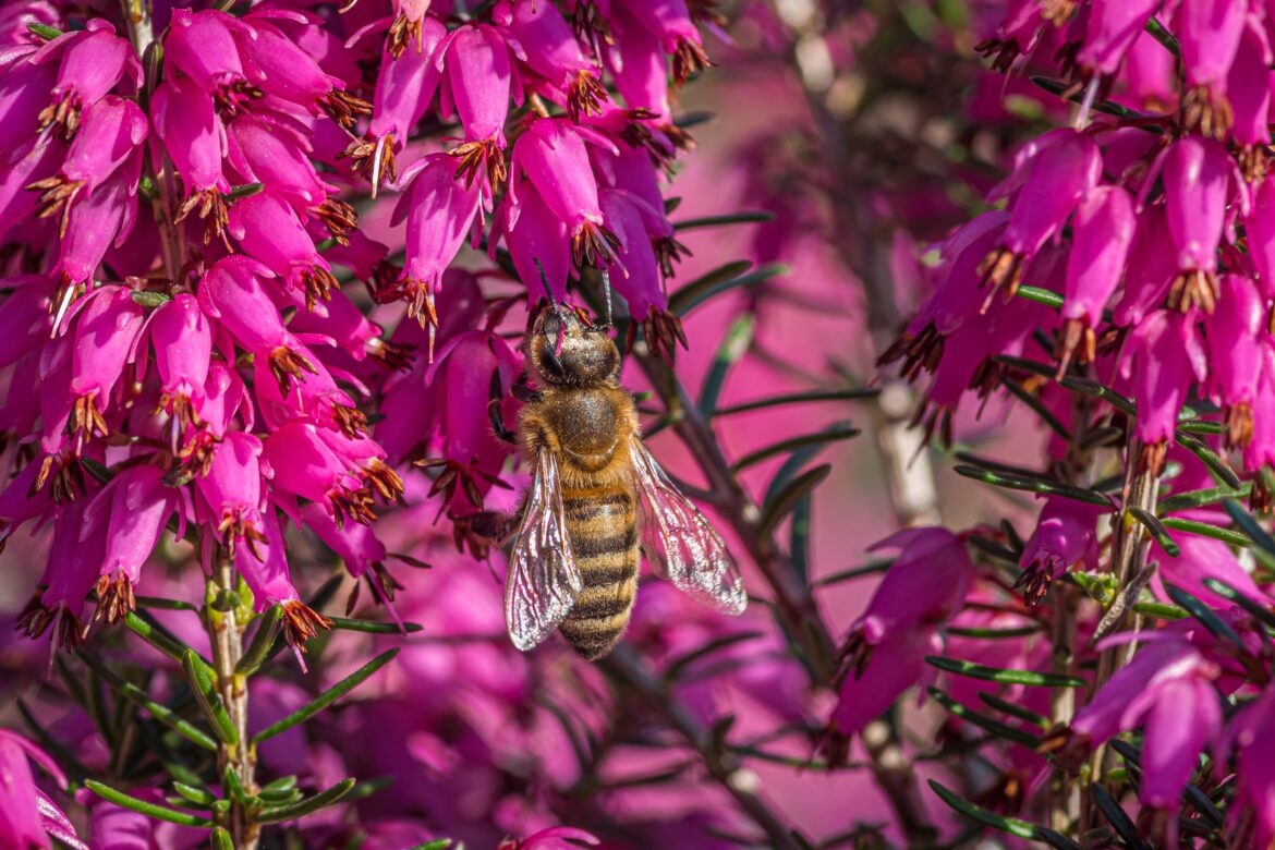 Abelha polinizando flores rosa em jardim urbano representando a importância das abelhas para o ecossistema
