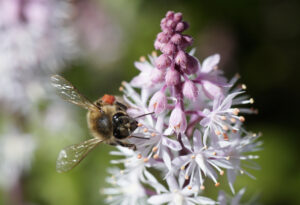 O retorno das abelhas: Por que plantar flores específicas na sua varanda ajuda todo o ecossistema 6 Abelha coletando pólen em flor rosa demonstrando a importância de criar refúgios para polinizadores
