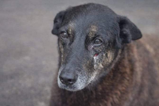 Polícia de SC finaliza investigação sobre morte do cão Orelha e aponta adolescente como autor 6 Cão Orelha, vítima de agressão, antes de sua morte em Florianópolis.