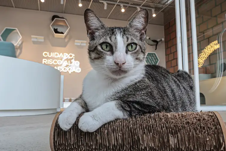 Maltratar cães e gatos pode dar cadeia; conheça o novo estatuto 6 Gato de pelagem cinza e branca deitado sobre arranhador em ambiente de adoção