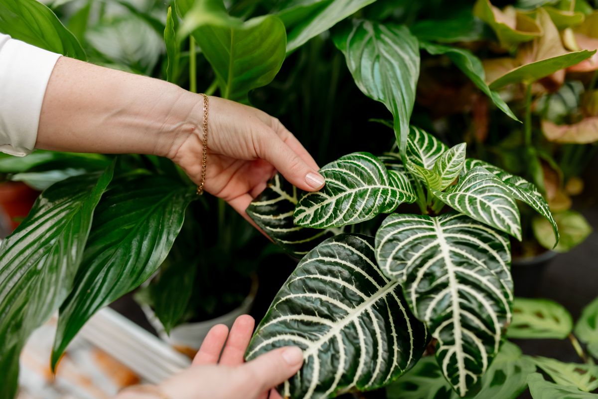 Ar-condicionado natural: As 3 plantas que conseguem baixar a temperatura do seu quarto em até 2 graus 8 Pessoa cuidando das folhas de uma planta em floricultura, com foco em folhas de padrões decorativos.