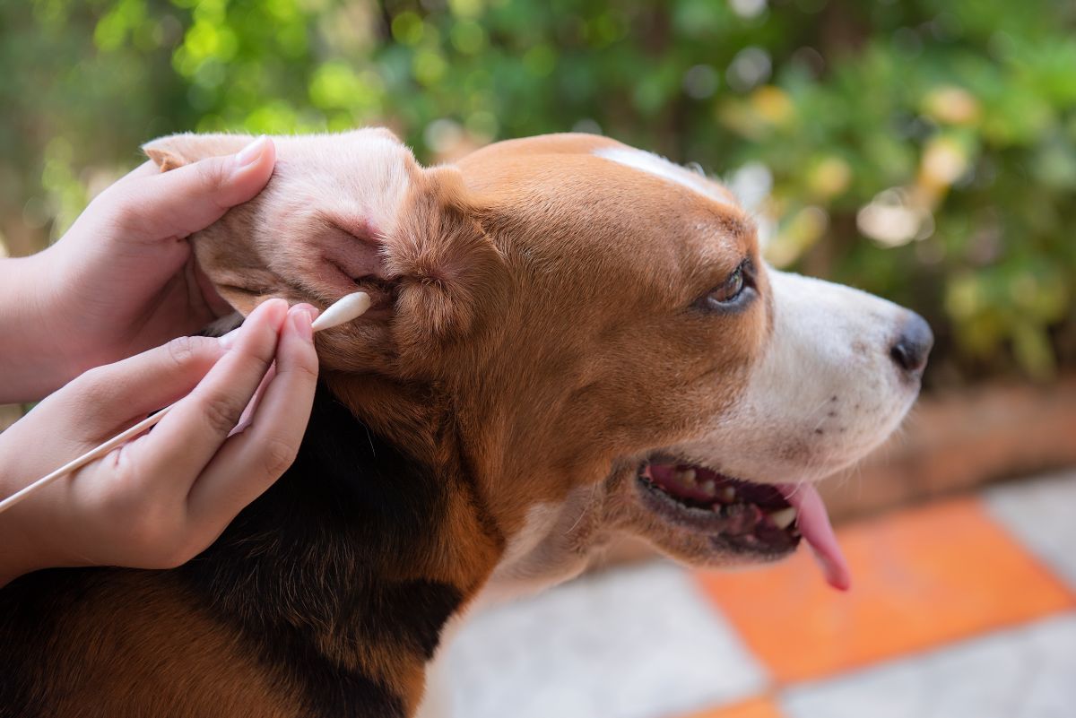 Seu cachorro está coçando a orelha? O sinal silencioso que indica água no lugar errado 6 Cachorro sendo examinado após coçar a orelha excessivamente depois do banho e tosa.