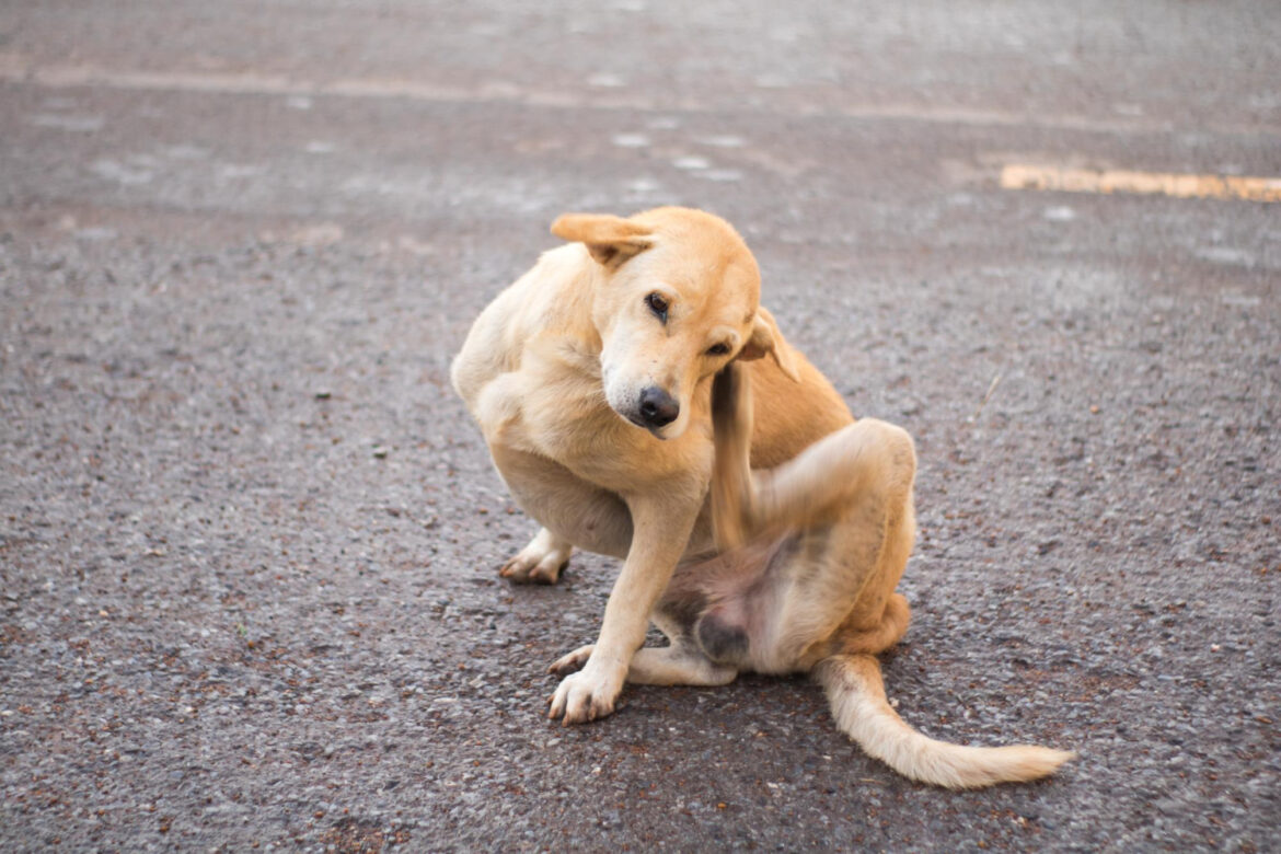 Cão sentado no chão coçando a orelha traseira, comportamento comum em casos de otite canina.