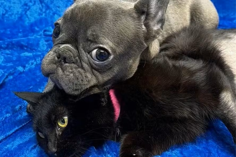 Casal realiza adoção de cadela e gata que sofreram amputação de patas 6 Cadela mestiça de bulldog francês cinza lambe gata preta deitada sobre tecido azul, ambas com patas amputadas