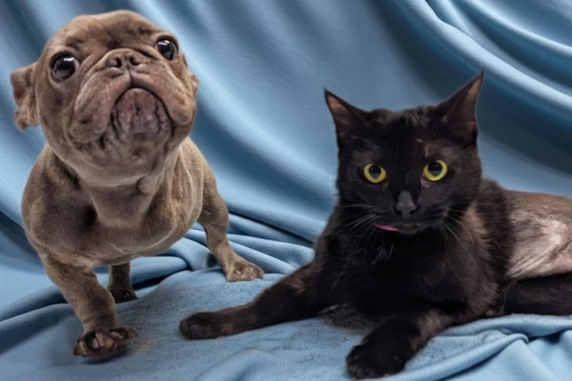 Cadela buldogue francês marrom e gata preta deitadas sobre cobertor azul-claro, ambas com patas amputadas