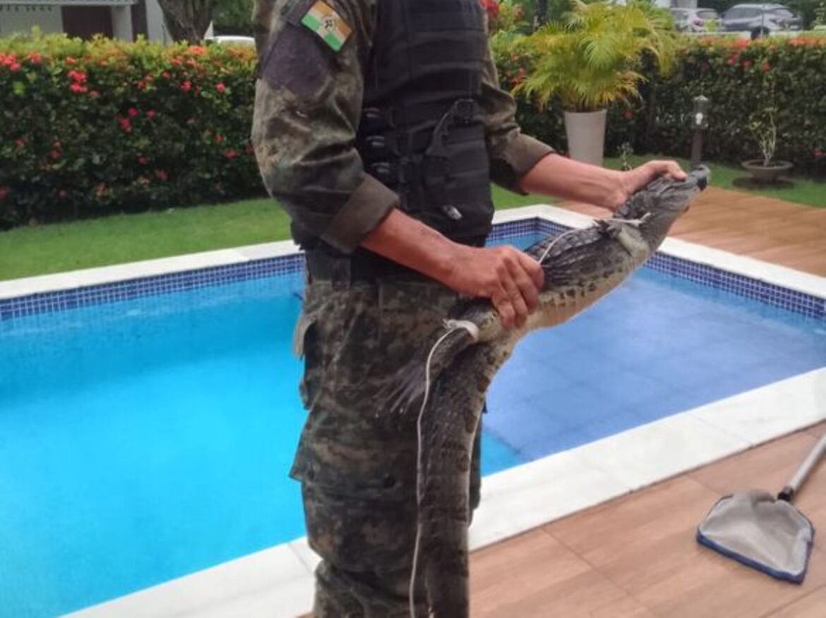 Agente ambiental em uniforme camuflado segurando um jacaré de médio porte resgatado de uma piscina em um condomínio. O animal está com a boca contida e o agente o segura horizontalmente à beira da água.