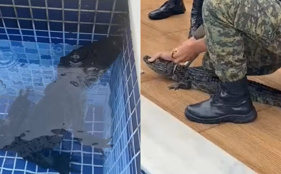 Jacaré é encontrado em piscina de condomínio em Aldeia, Camaragibe 2 Montagem de duas fotos: à esquerda, um jacaré submerso em uma piscina de azulejos azuis; à direita, um agente da Brigada Ambiental ajoelhado utilizando um cambão para imobilizar o jacaré na borda da piscina.