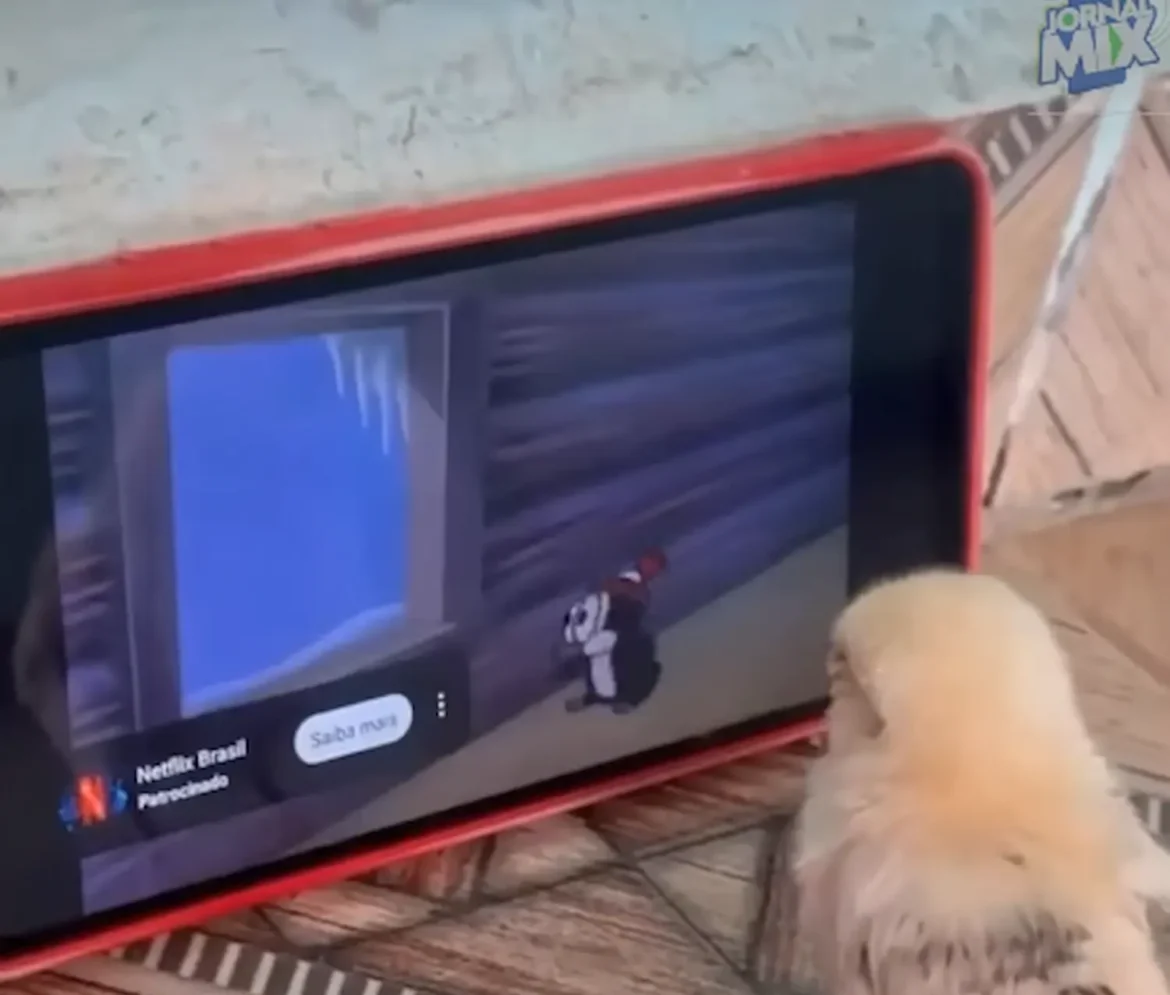 Pintinho assistindo desenho animado no celular, com o olhar fixo na tela.