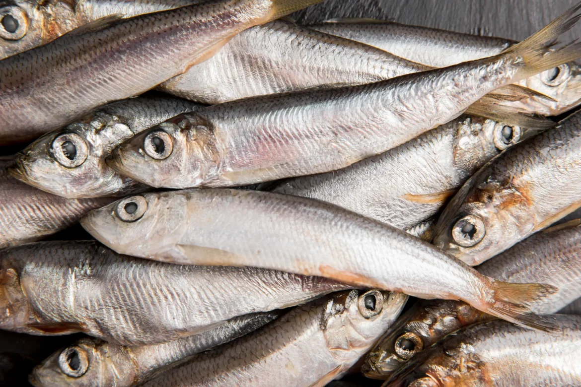 Sardinhas empilhadas após alerta da Anvisa sobre contaminação por Salmonella.