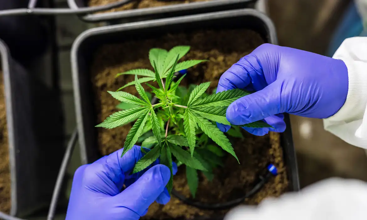 Anvisa proíbe venda de produtos de cannabis sem registro 6 Técnico com luvas azuis examina muda de cannabis em vaso com substrato em ambiente de cultivo controlado