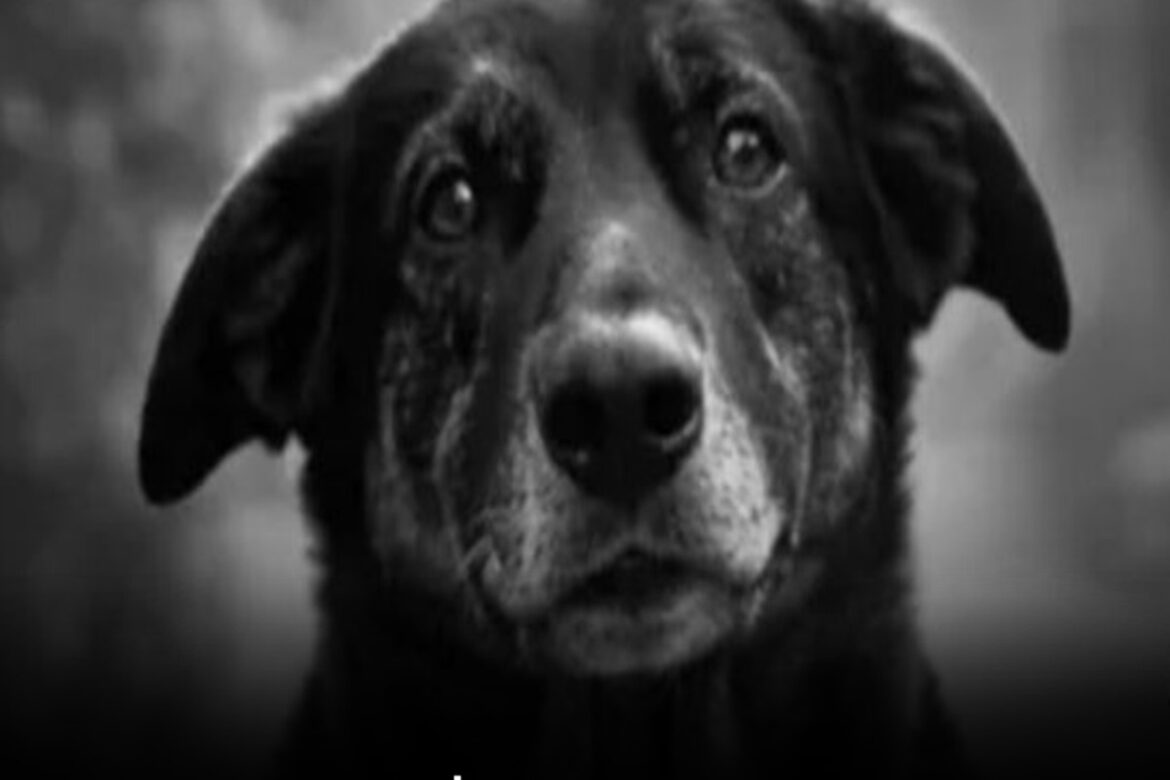 Cão de pelagem escura com olhar expressivo, animal comunitário que viveu cerca de dez anos na Praia Brava, Florianópolis