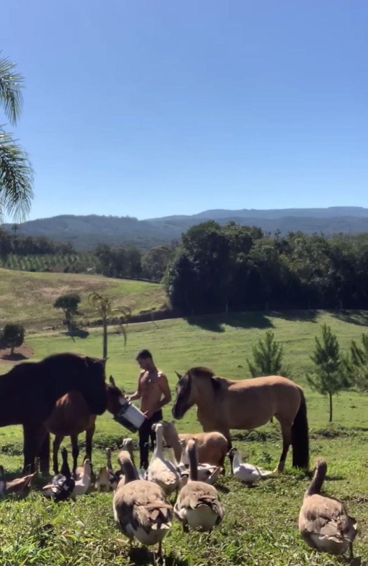 Mayk Leão salta de 40 mil para 1,3 milhão de seguidores em poucos dias: influenciador registrou 'OVNI' no PR 6 Homem alimenta cavalos e patos em pasto cercado por morros e vegetação ao fundo