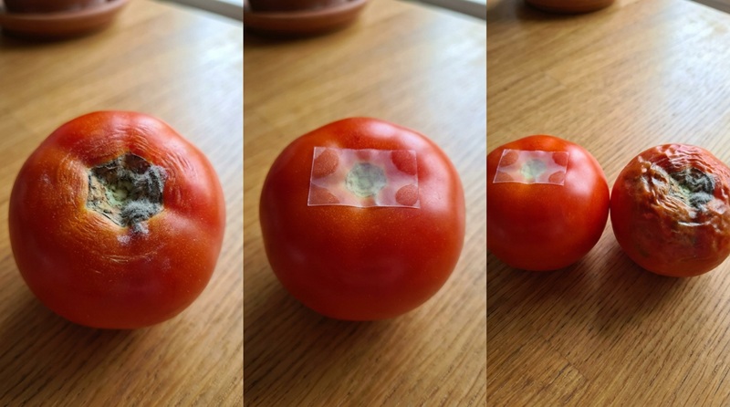 Como fazer o tomate durar o dobro do tempo? O truque da fita adesiva que poucos conhecem 6 Três tomates vermelhos em superfície de madeira: primeiro mofado, segundo com fita adesiva no caule, terceiro enrugado e murcho